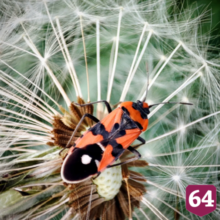 Саратовец показал эффектных насекомых Кумысной поляны 