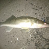 На набережной Саратова ловят последних судаков