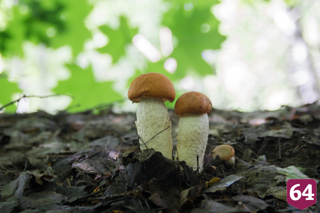 Саратовцы в грозу собрали благородные грибы  